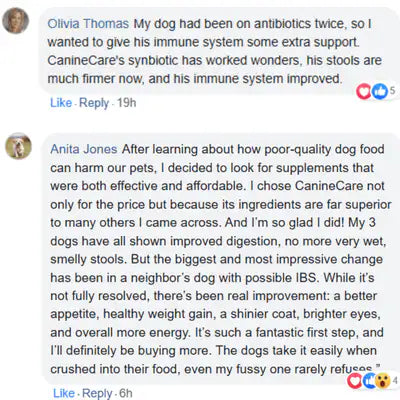 End Your Dog's Diarrhoea With CanineCare's Five Strain Probiotic