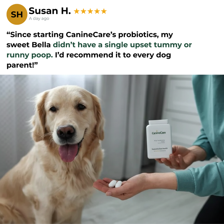 Dog Synbiotic - Finally End Antibiotic-induced Diarrhoea and Give Your Dog Comfort Again