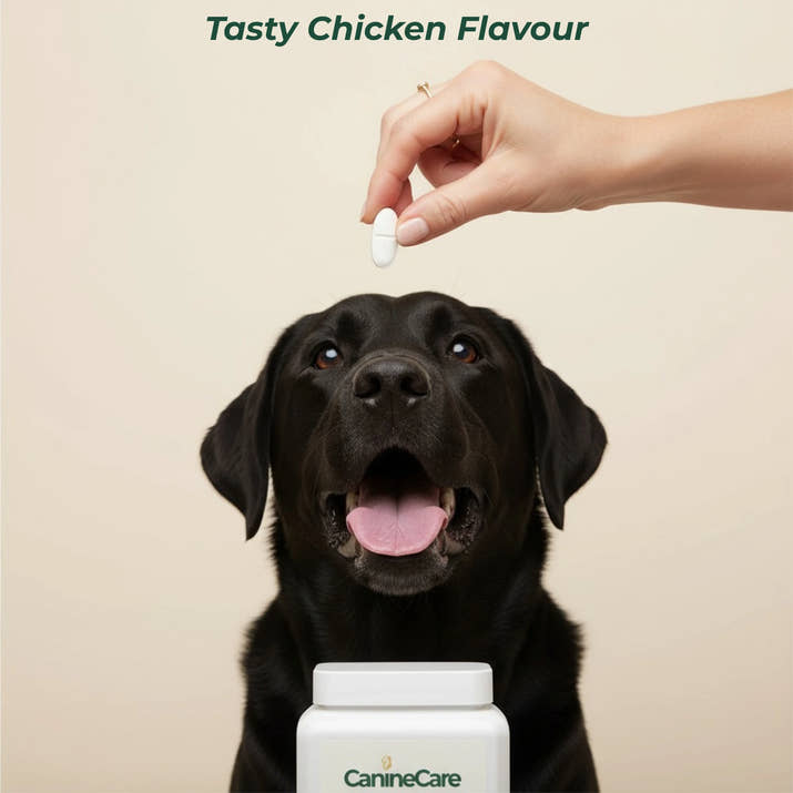 Dog Synbiotic™ - New Tailored Formula for Diarrhea