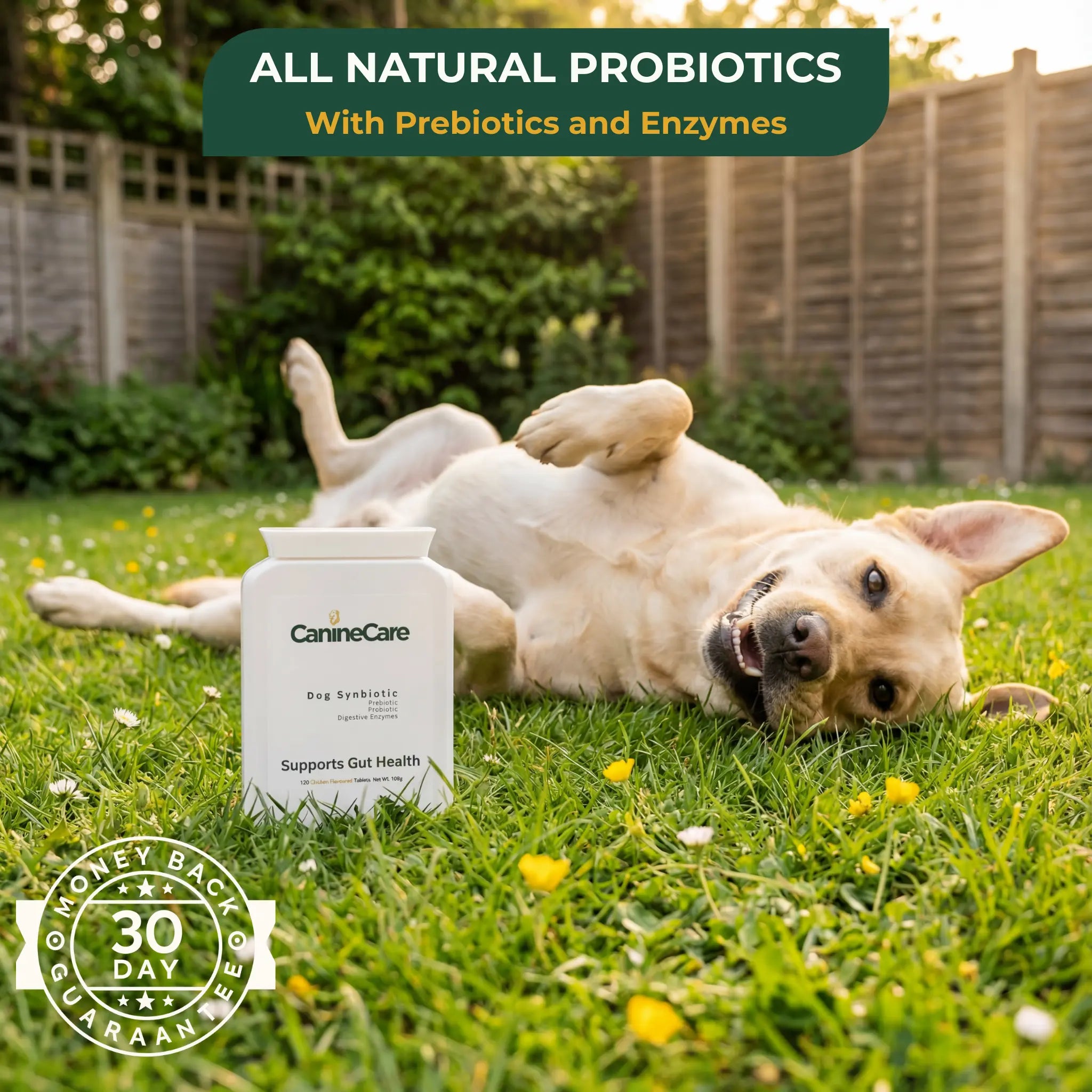 End Your Dog's Diarrhoea With CanineCare's Five Strain Probiotic