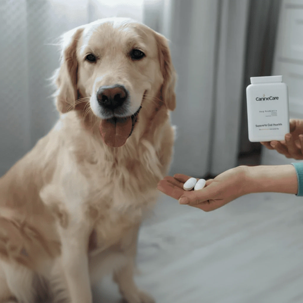 Dog Synbiotic™ - New Tailored Formula for Diarrhea