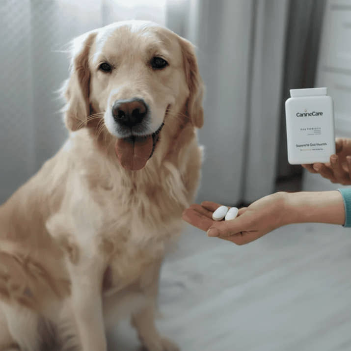 Dog Synbiotic™ - New Tailored Formula for Diarrhea