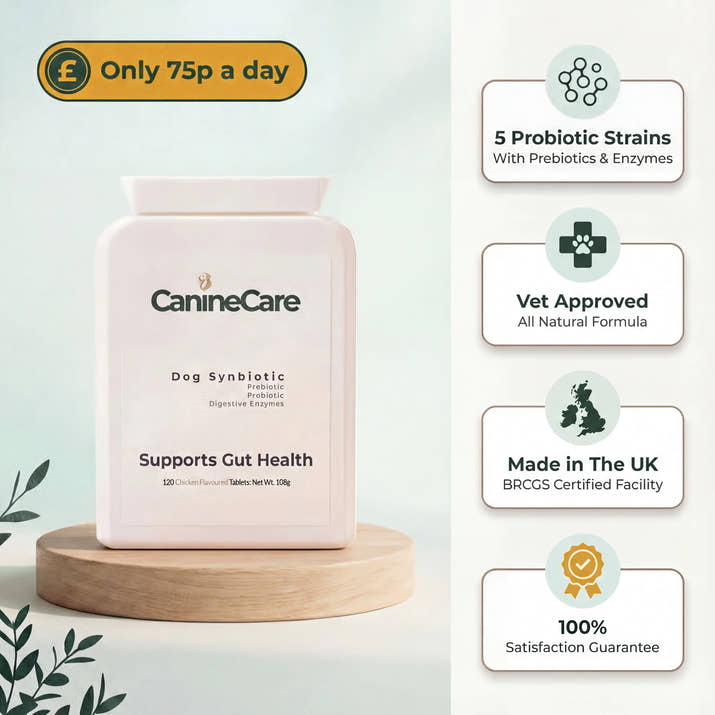 Stop Recurring Diarrhoea & Support Your Dog's Gut Health