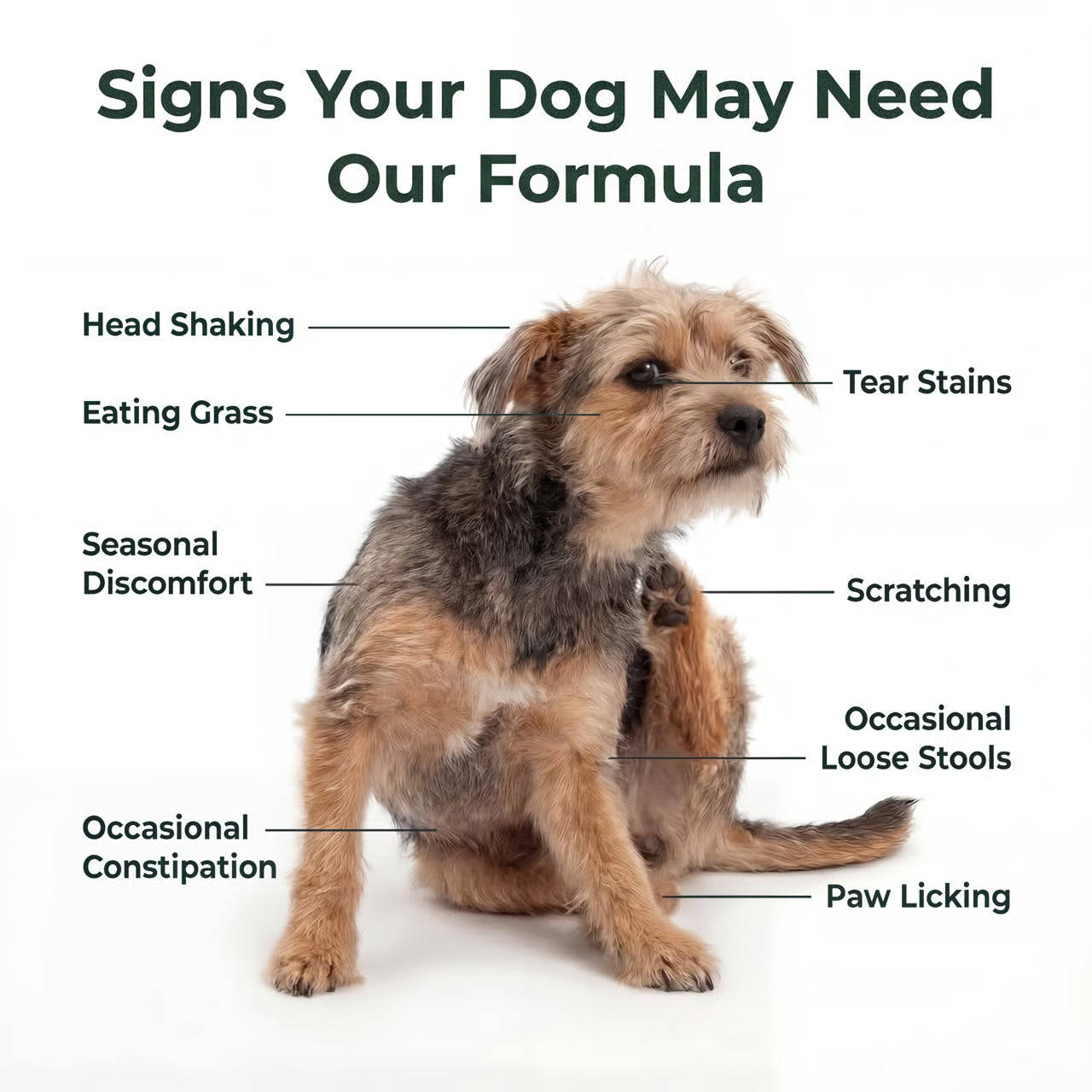 GutMax™- 5 Probiotic Strains | Prebiotic | 6 Digestive Enzymes